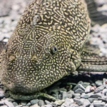 Ramai Diburu Ini 5 Bahaya Ikan Sapu-Sapu Jika Dikonsumsi