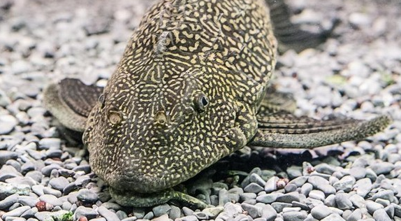 Ramai Diburu Ini 5 Bahaya Ikan Sapu-Sapu Jika Dikonsumsi
