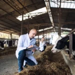 sapi Penguatan Rantai Nilai Inklusif Dorong Modernisasi Peternak Sapi Perah di Jawa Barat